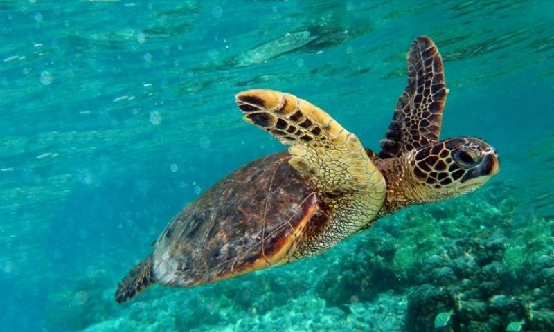 Dalyan Turtle Beach, Turkey