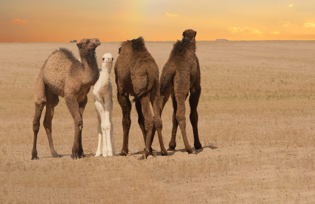 Camel Rides at Desert Safari